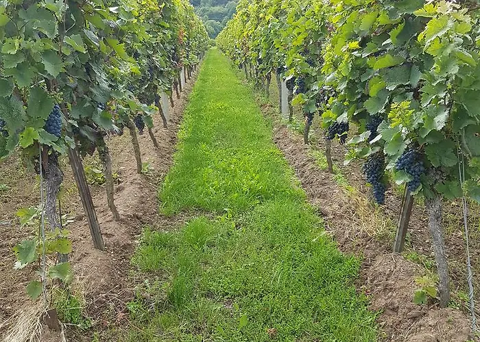 Gaestehaus Rebenhof 3*