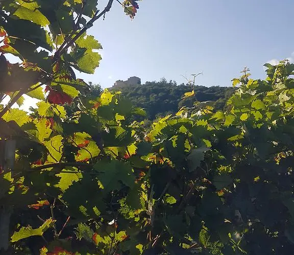 Guest house Gaestehaus Rebenhof