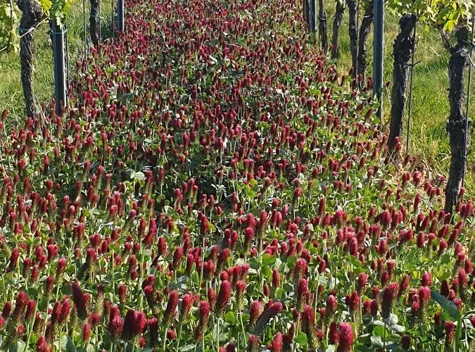 Gaestehaus Rebenhof Neustadt an der Weinstraße